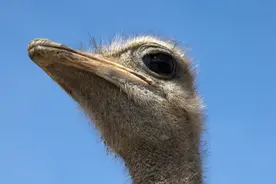 郑州高架狂奔的鸵鸟结局：主人称其“思妻心切”，已妥善安置图片