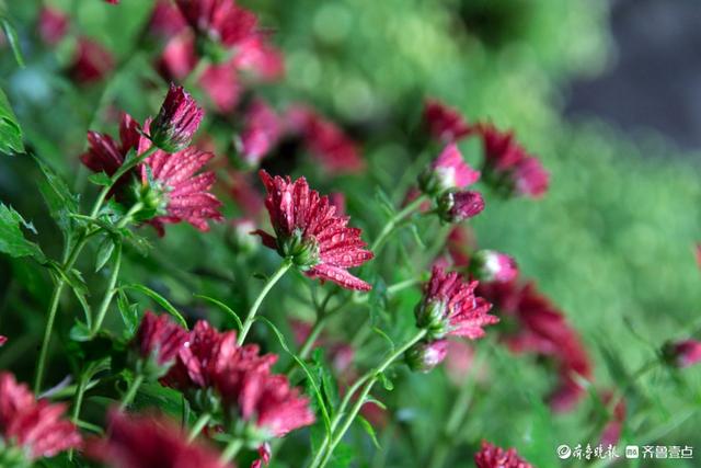 雨中趵突泉，美得让人醉