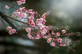 临沂：雕塑公园梅花绽放图片