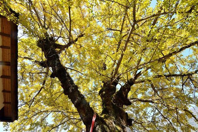 保康：千年银杏披“金甲” 绚烂秋色醉游人