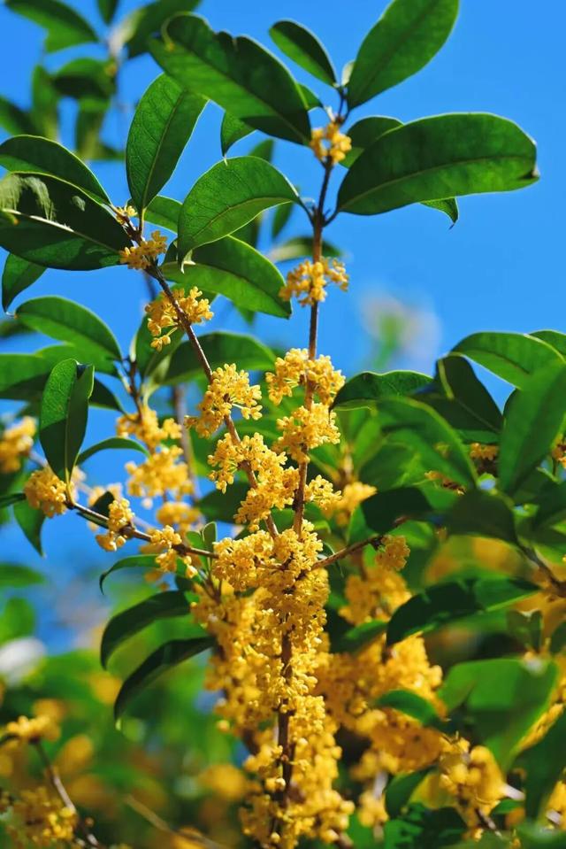 南宁秋日赏花攻略，带你一键解锁这份限定版的秋花图鉴！