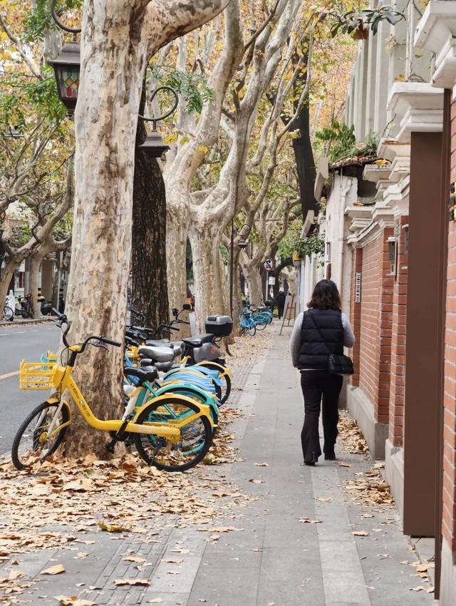 静安落叶景观道已就位！限时“治愈系地毯”已铺好，周末散步指南→