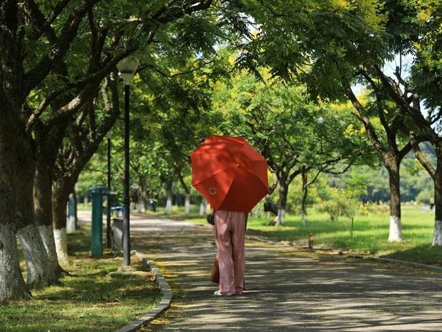 近日惊艳朋友圈的，原来是这种树打卡攻略→
