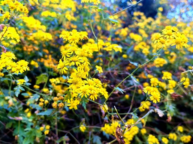 北京号最精彩 | 22.6公顷！海淀再添一座休闲公园