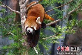 武汉动物园即将开园图片