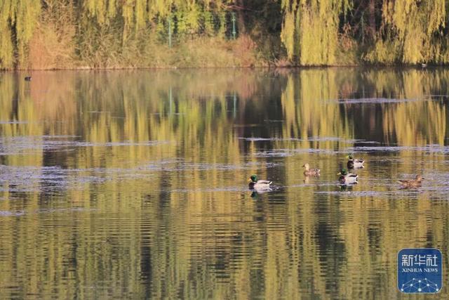 秋声渐杳 斑斓成诗