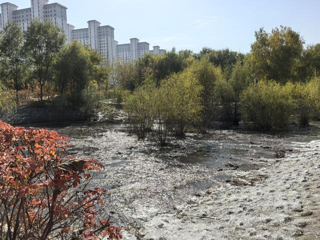 组图丨深秋海藏：天蓝水碧叶如金