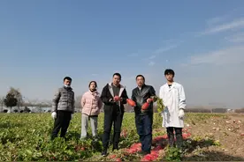 南农“萝卜教授”，让小萝卜有大作为图片