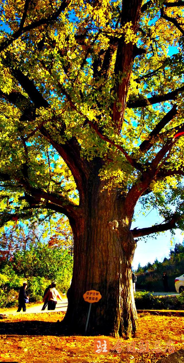 确山北泉寺：“梦回大唐”的银杏树 进入今年“颜值巅峰期”
