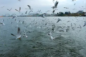 昆明观鸥季“海陆空”全方位攻略来了，开屏记者带你玩转冬日浪漫图片