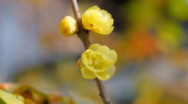 太仓“中式美学天花板”，要来了！