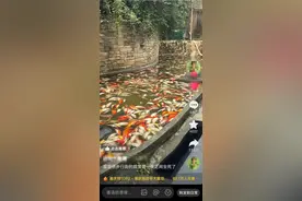 大量锦鲤遭投毒死亡！最新消息：已新投放6000余尾鱼苗图片