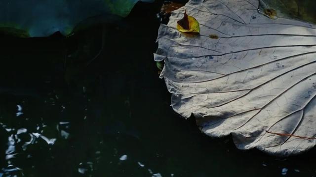 这片粉黛乱子草你肯定不知道！更多闵行秋的美，就在……
