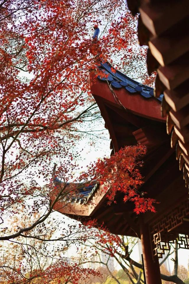 武汉冬日已“枫”神，全部地铁直达