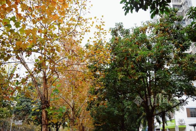 满目金黄！柳州法国梧桐迎来最佳观赏期