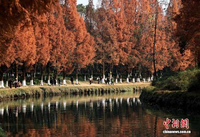 成都升仙湖公园水杉林染“红妆”引游人