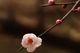 众拍 | 日照植物园春暖花开，孩童欢乐多图片