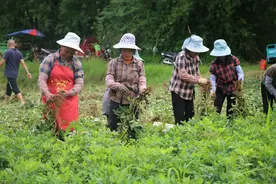 孟连：花生喜丰收 农民采收忙图片