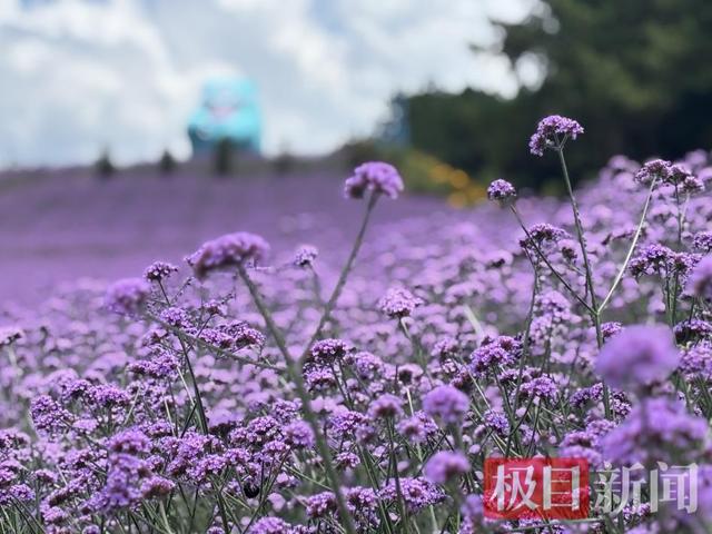 花海作“媒”清凉为“引”，湖北利川苏马荡大花谷开园迎客