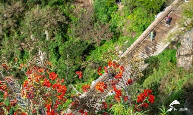 组图丨秋日登高 看泰山花楸染红岱顶
