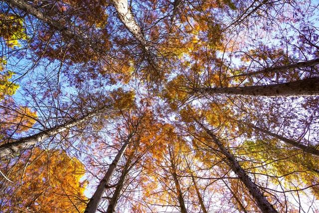 郑州初冬的浪漫，是「水杉」给的~~~