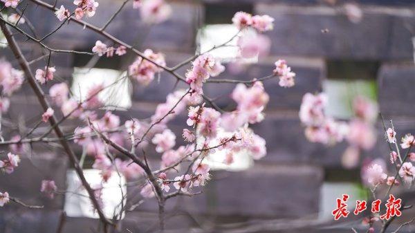 三梅争艳，武汉园博园藏着一只超级“花篮”