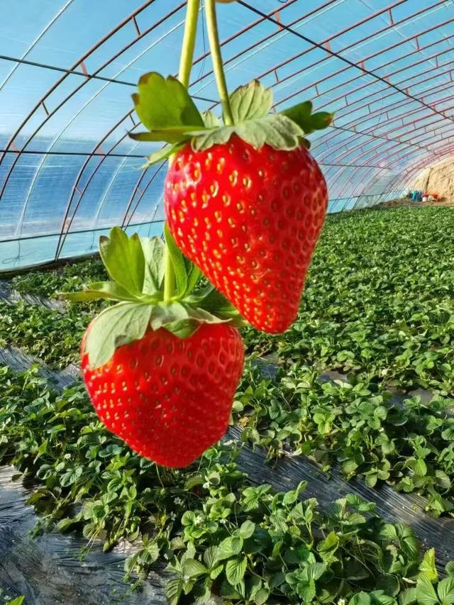 冬日甜蜜预警！永宁草莓采摘季来啦~