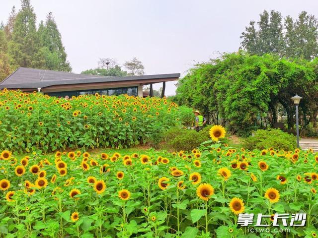 长沙园林生态园：向日葵花海引客来，秋日限定浪漫正当时