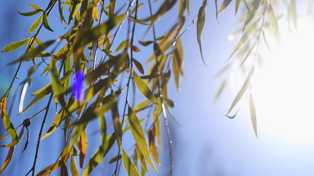 【省媒看永昌】新甘肃 |一叶知秋处 永昌正斑斓