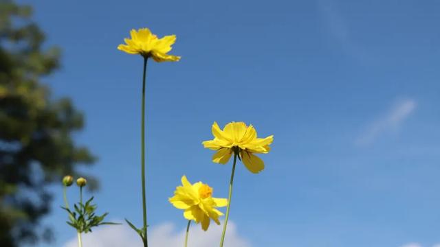 柳北烟火 | 趣游雀儿山 →赏花、娱乐、观鸟一站式攻略奉上！