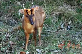 它世界|秦岭常见下山兽图片