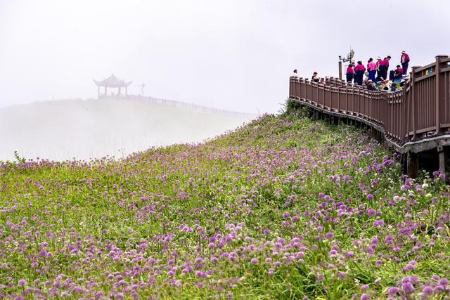 紫色花海美到无法形容|毕节十万亩野生韭菜花盛放