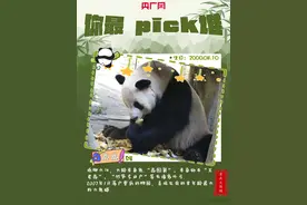 海报  |  重庆大熊猫总动员：你最pick哪只国宝？图片