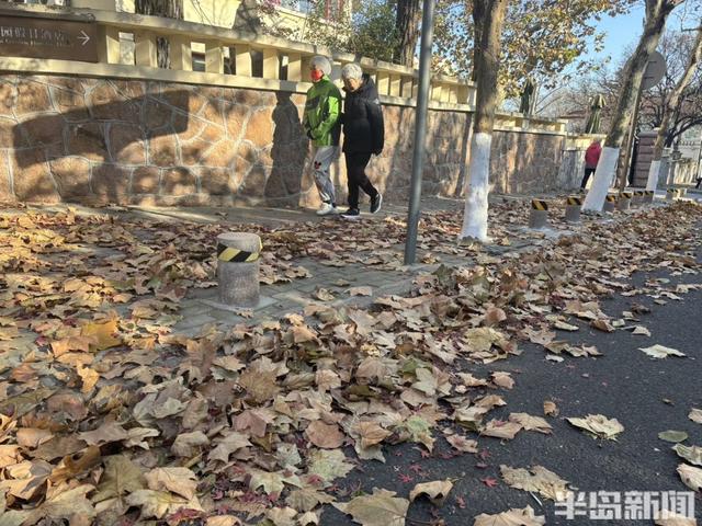 大风拂过八大关，落叶铺就冬日限定美景！