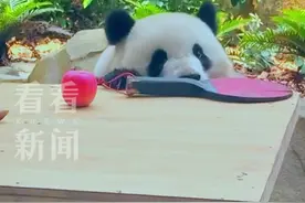 它好像知道自己很可爱 北辰把特供“乒乓球”吃啦图片