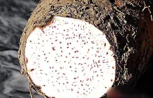 央视大片《珠江》里的花都⑤：山水滋养的田园至味