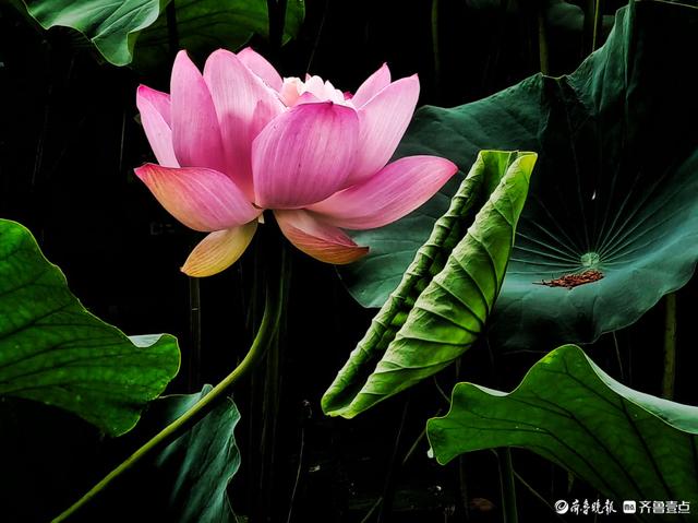 四季湖荷花盛开，千姿百态醉游人