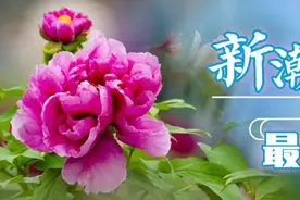 天彭牡丹亮相世园会，看彭州人如何为“爱豆”打CALL图片
