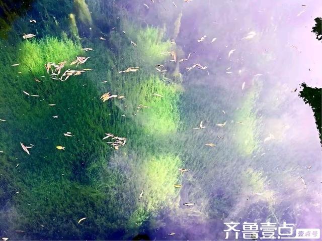 水韵悠悠访泉林