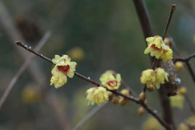 用金黄点亮季节！顾村公园蜡梅的高光时刻到了