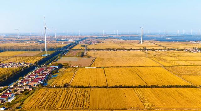 美哭！扬州稻田绝美秋景别错过～