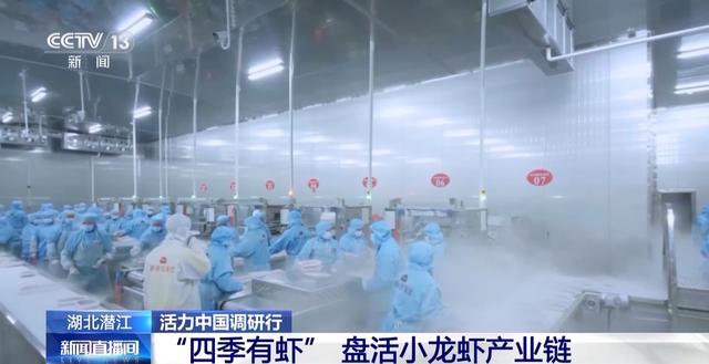 活力中国调研行丨湖北潜江大个儿“炮头虾”正“四季速达”你的餐桌