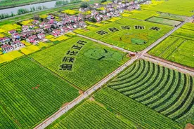 花海逐梦 活力开跑，2025湖南南县罗文花海半程马拉松开启报名图片