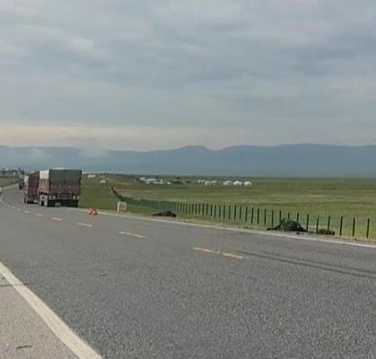 甘肃32头牦牛凌晨过马路被大货车撞上,交警:死了16头,每头市场价6000元左右