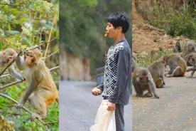 “大圣”驾到！400余只野生猕猴现身“蹭吃蹭喝”视频封面