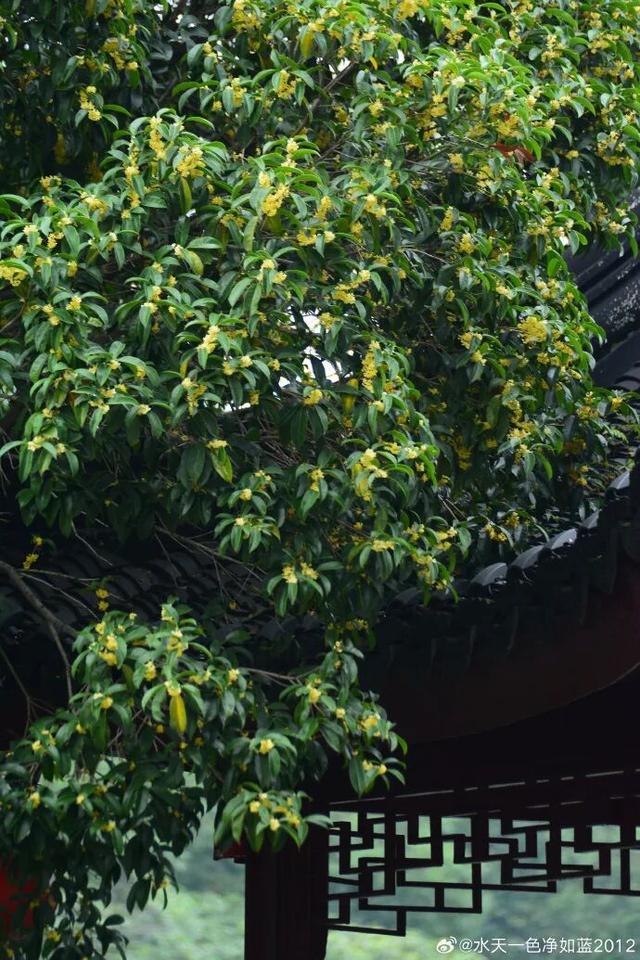 秦淮花事 | 秋日限定！在秦淮，与一场桂花雨不期而遇→