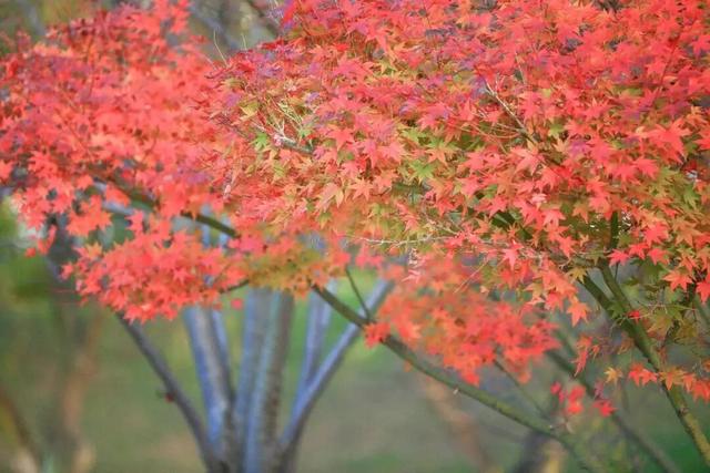 冬日尤恋秋景韵——省耕国学文化公园美如调色板的视觉盛宴