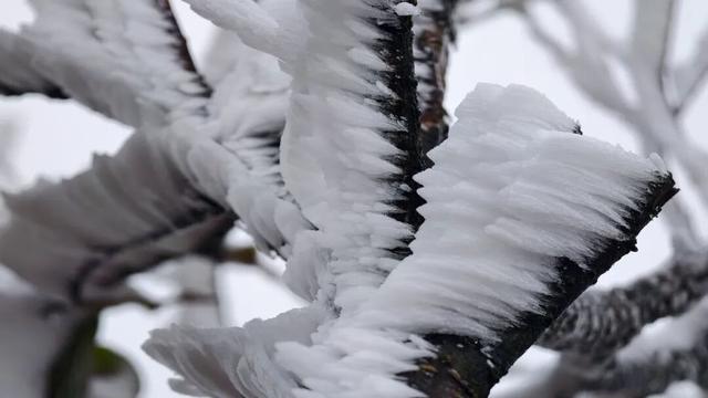 美如童话！融水尧告牧场迎来今冬首场雾凇