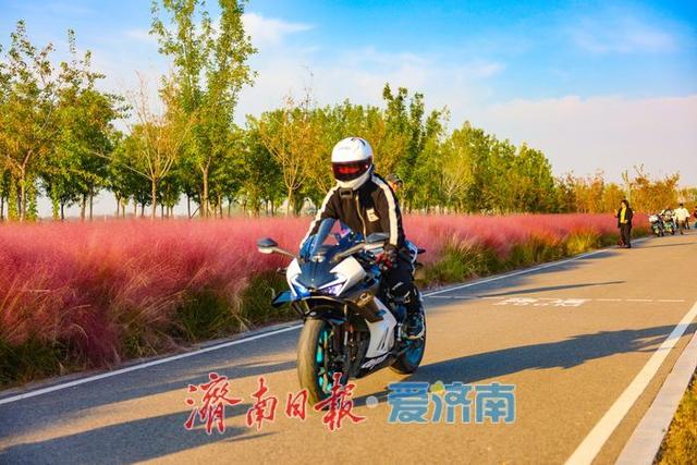 一年四季 泉在济南丨粉浪漫河岸 打卡黄河北