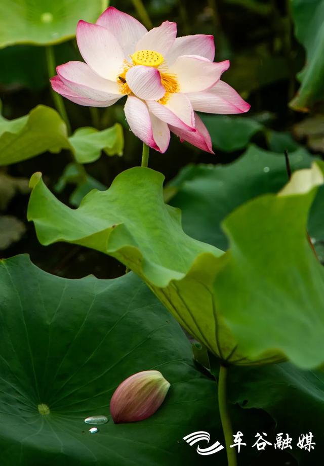 “莲”动经开：碧波粉黛正当时